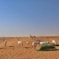 두바이 오리엔트 투어 - 일출 사막 사파리