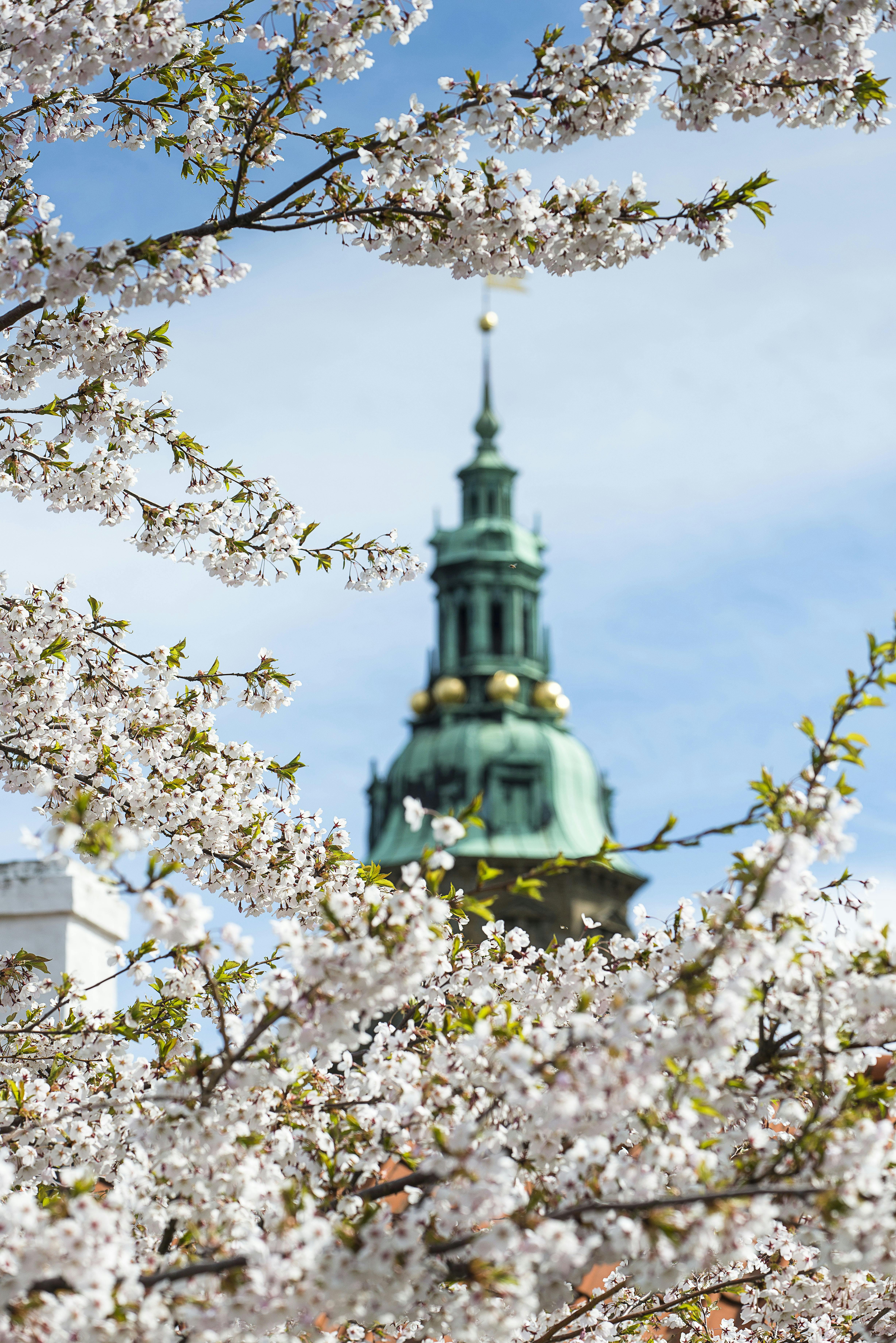 Blossoming cherry tree branches frame a green-domed tower against a blue sky.