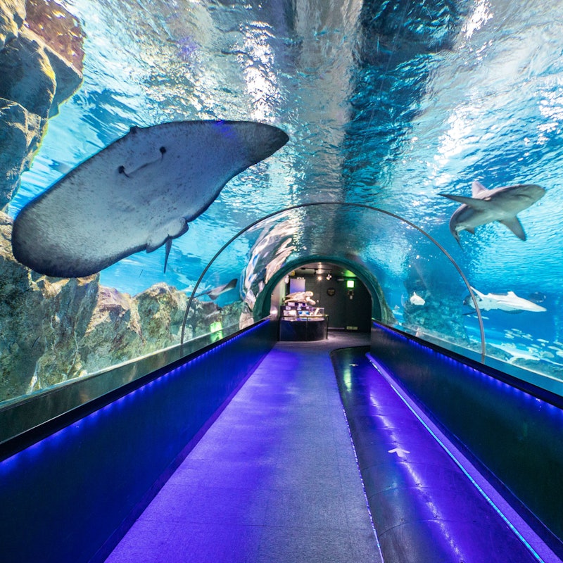 Tickets COEX Aquarium Seoul Tiqets tickets-coex-aquarium-seoul-tiqets
