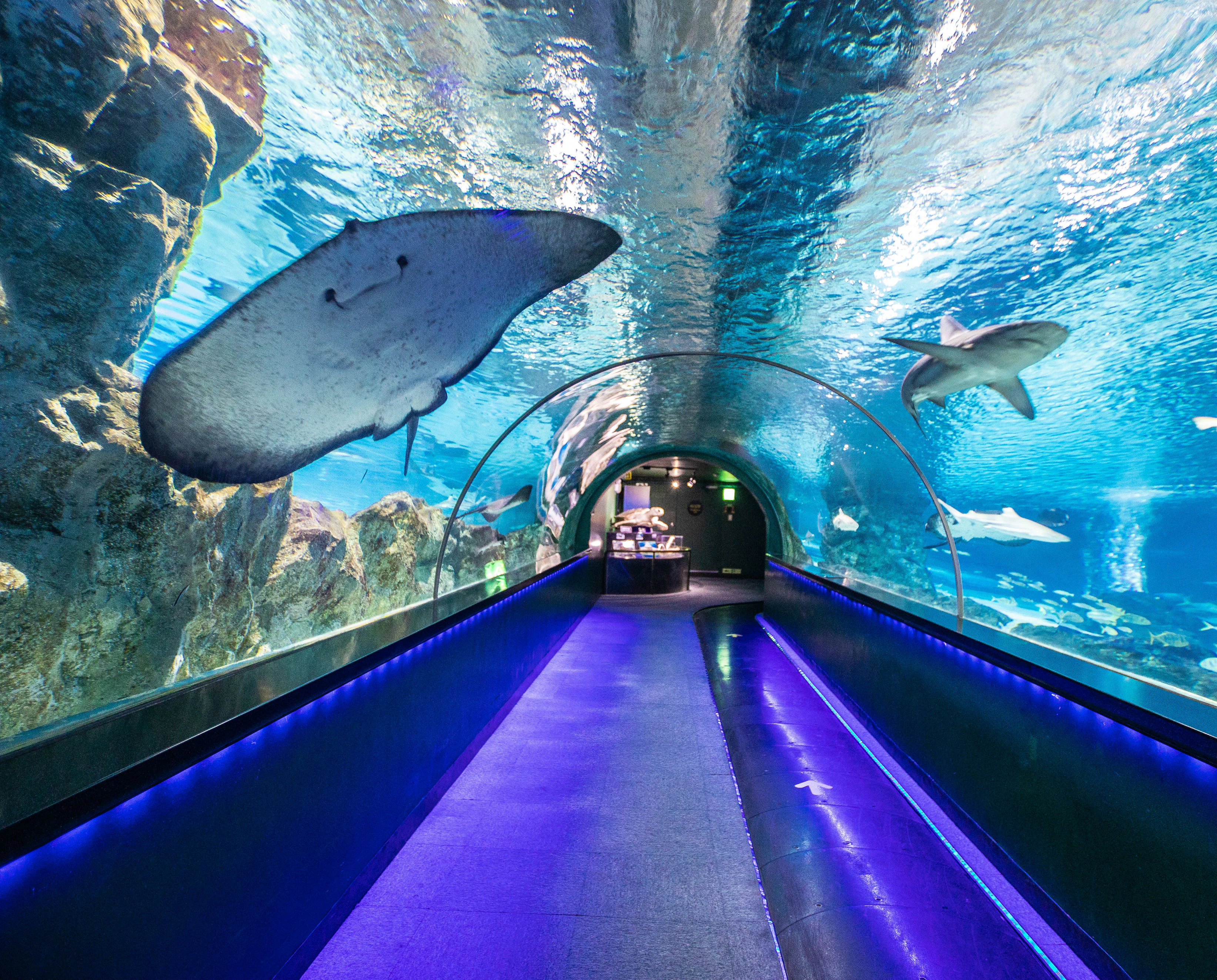 Coex Aquarium Tickets Seoul Tiqets Com Coex Aquarium Tickets Seoul Tiqets Com