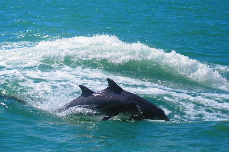 Dolphin Exploration Cruise