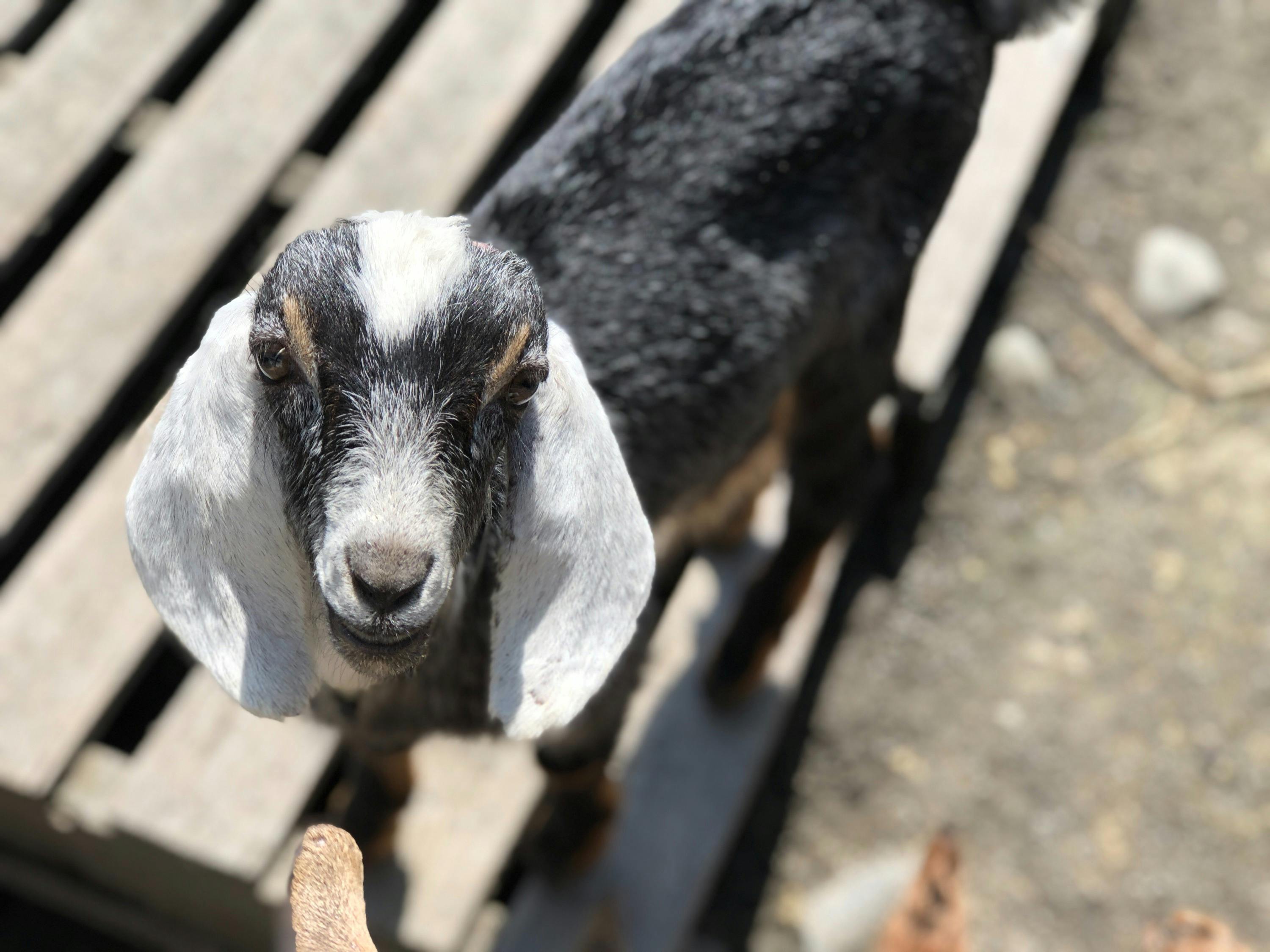 A young goat with white and black fur stands on a wooden surface in sunlight, looking at the camera.