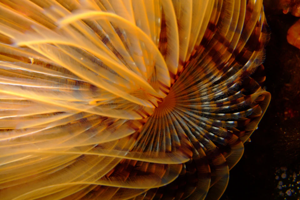 Close up peacock worm