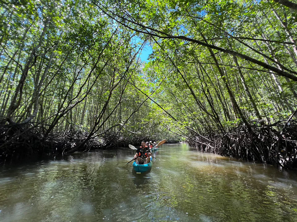 People paddling blue kayaks under a canopy of dense, green mangrove trees along a calm, narrow waterway.