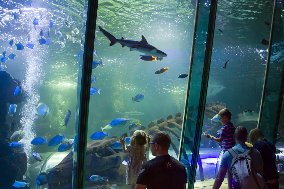 Children and an adult watch fish and a shark swimming inside a large aquarium.