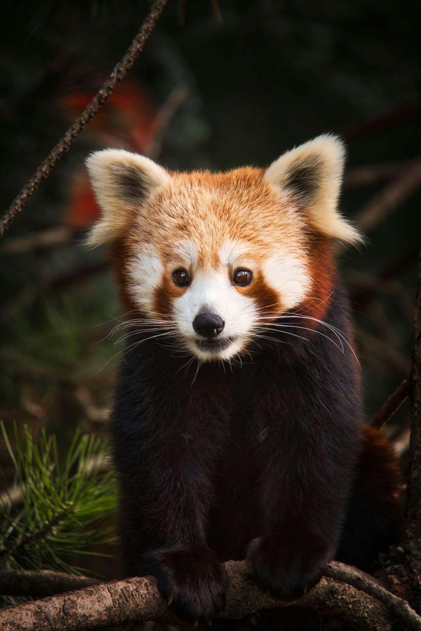 一只红色大熊猫，脸上有红褐色的皮毛和白色的痕迹，矗立在绿色的树叶之间。