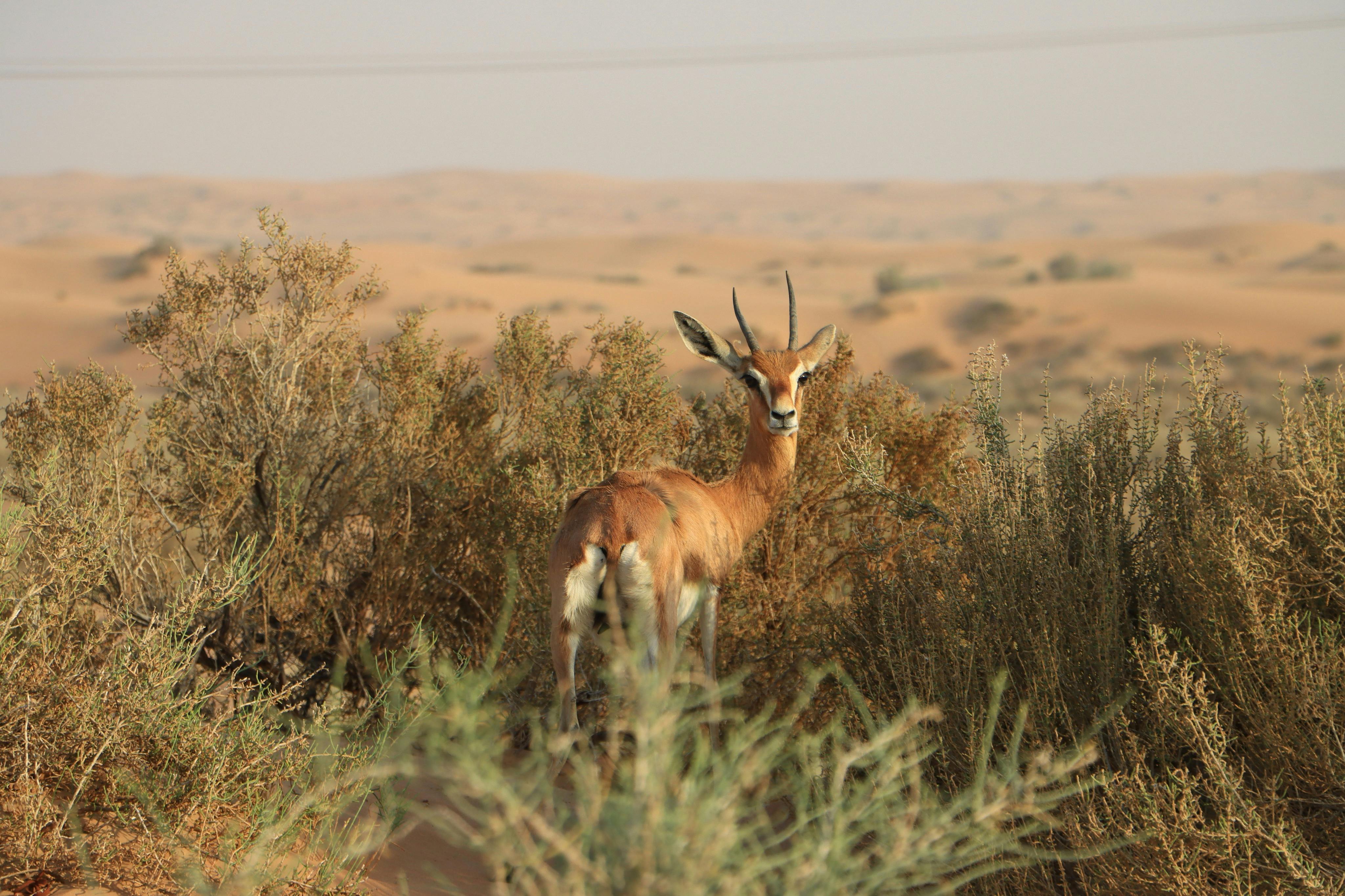 铂金遗产：老式路虎或骆驼大篷车的遗产野生动物园之旅