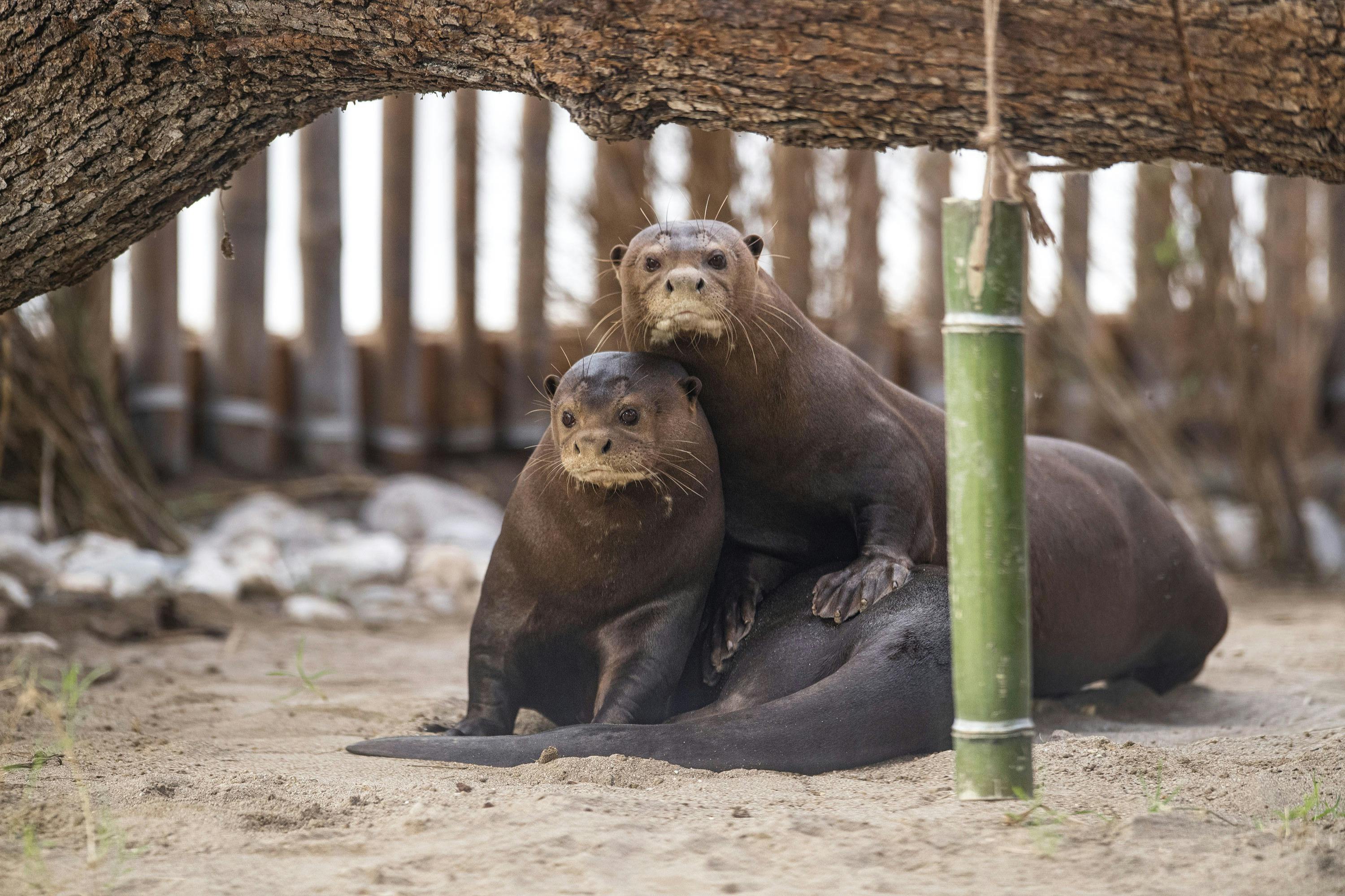 自然野生动物园