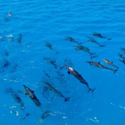 Marsa Alam: Overnight Stay at Sataya Dolphin House + Snorkeling 5