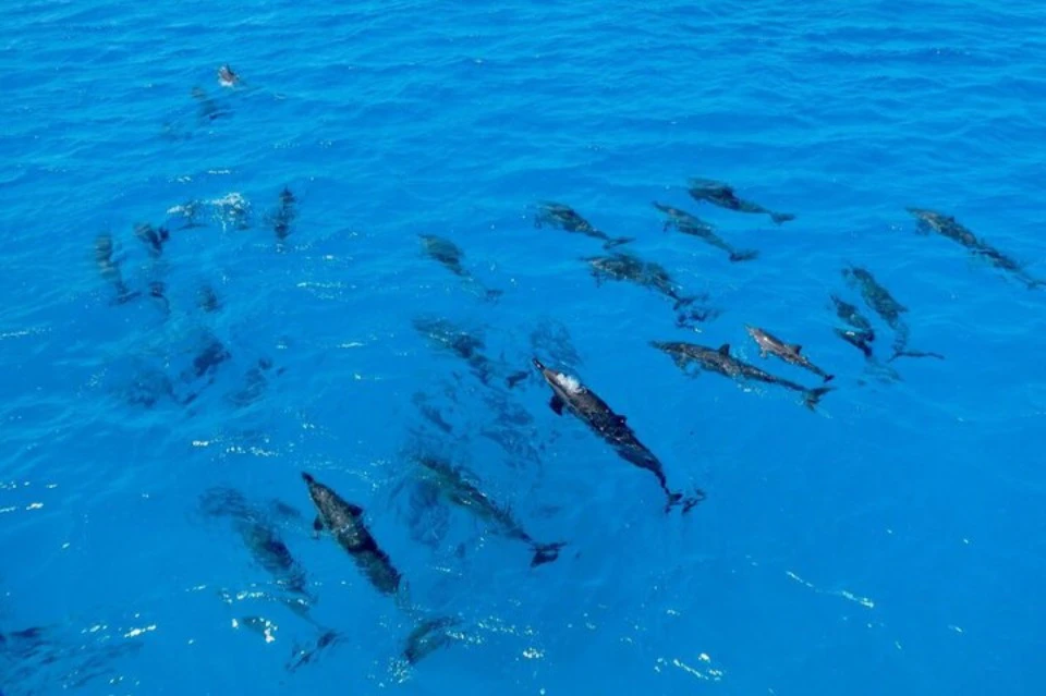Sataya Dolphin