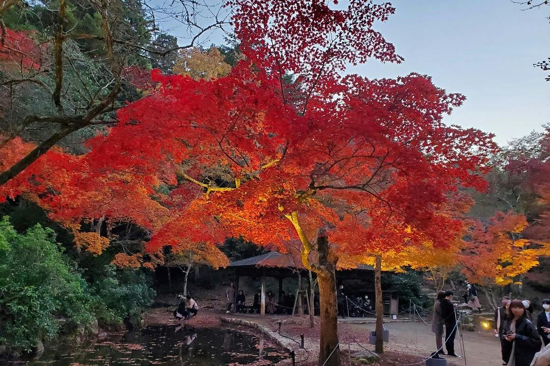 A vibrant red maple tree beside a pond in a park during autumn, with a small pavilion and people in the background.