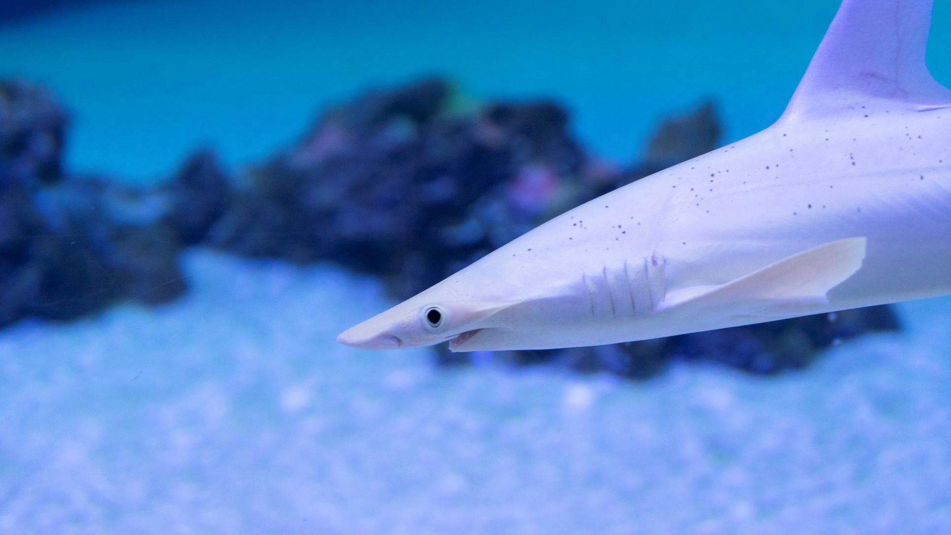 Detailní záběr bílého žraloka plavajícího v modře osvětleném akváriu s rozmazanými kameny a mořskými rostlinami v pozadí.