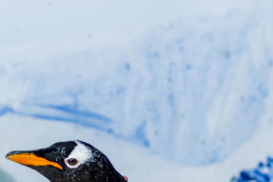 A woman in a blue jacket sits next to a penguin perched on a rock with a snowy mountain backdrop.