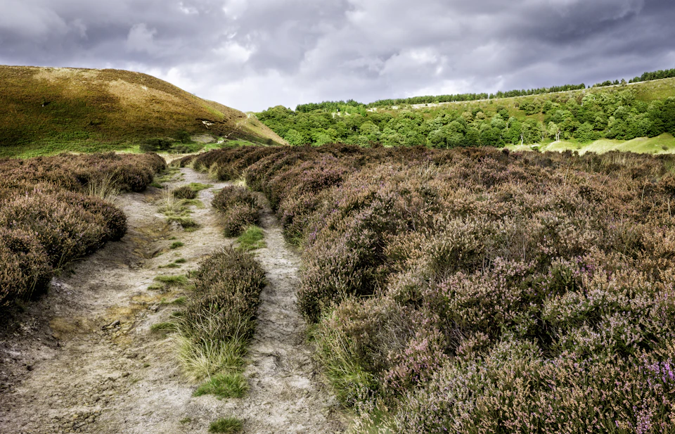 Heather in the North York Moors National Park