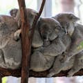 Grupo de coalas se abraçando em uma árvore