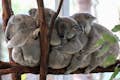 group of koalas hugging on tree