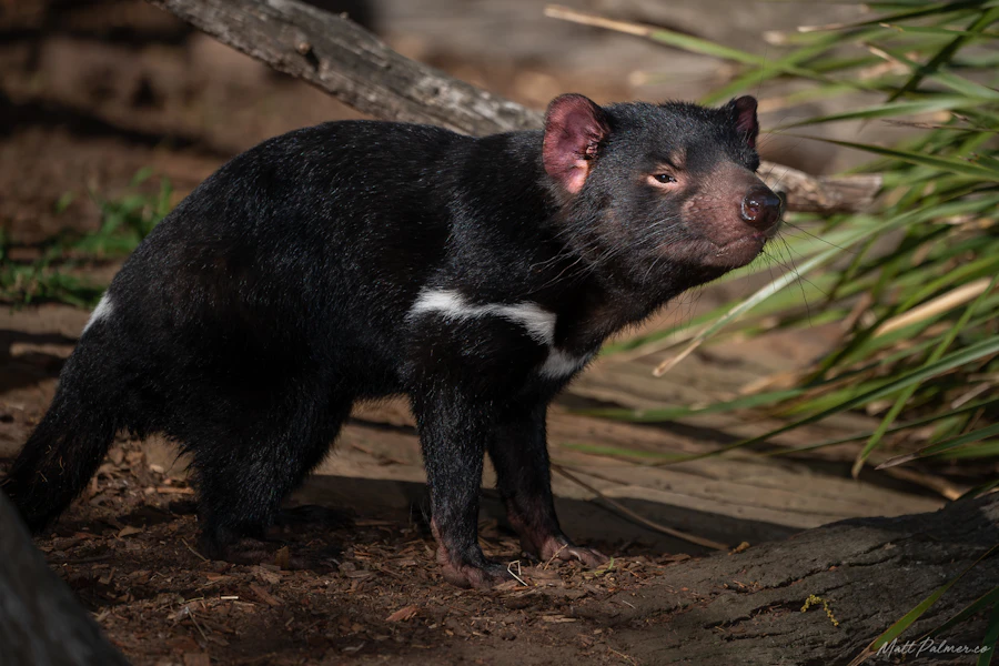 Bonorong Wildlife Sanctuary Tickets