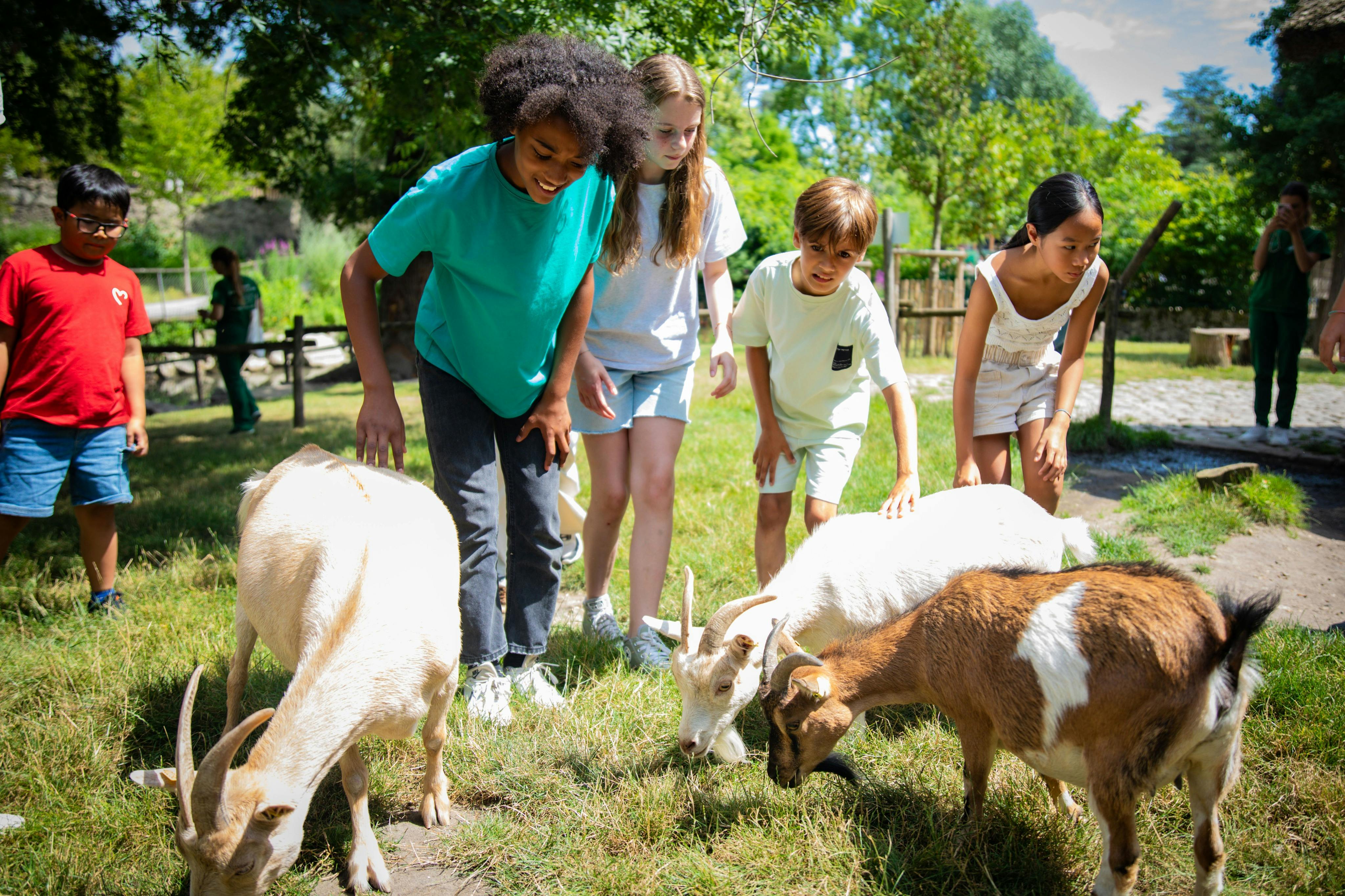 The goats of the Ferme du Jardon d'Acclimatation