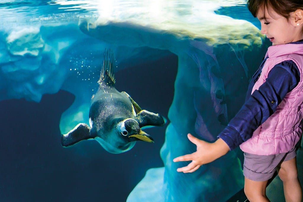 Loro Parque & Siam Park: Entry Ticket + Transfers 4
