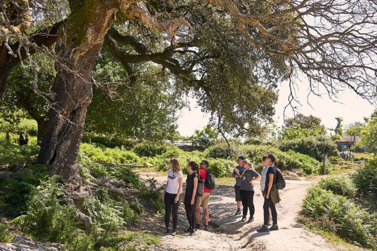 코크 나무 관찰하기