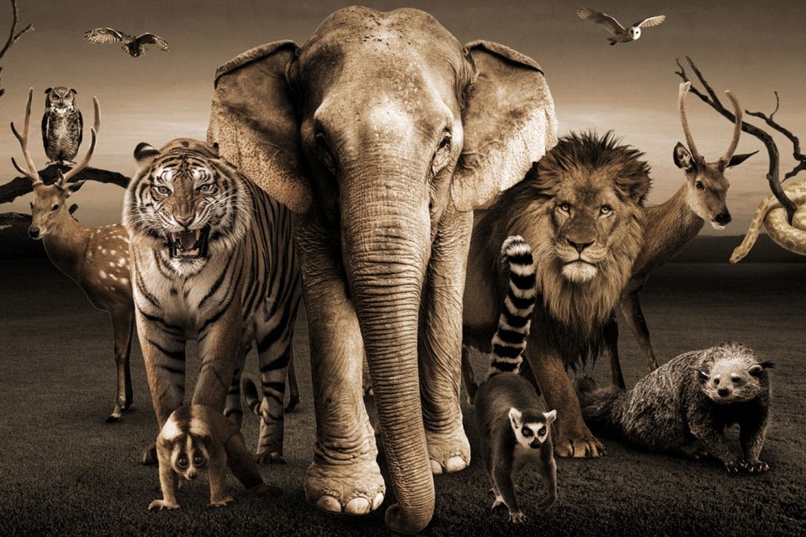 动物园和野生动物园