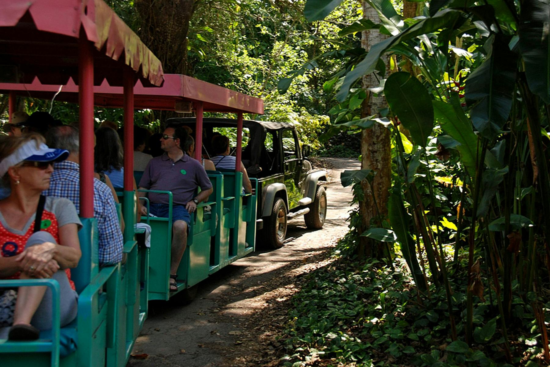 緑と赤のサファリジープ列車に乗った人々は、緑豊かな森林地帯を通り抜けます。
