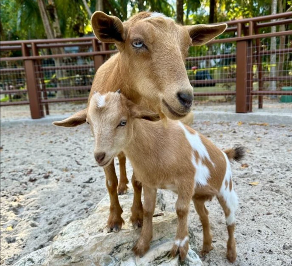 Two brown and white goats standing on a rock inside a fenced enclosure with trees in the background.