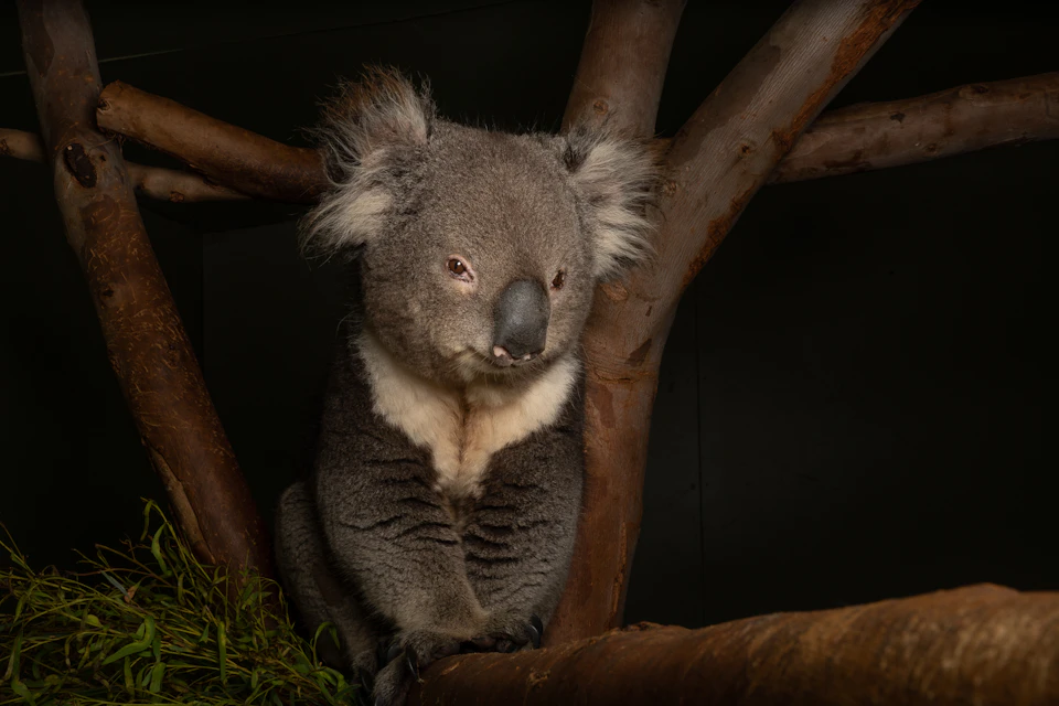 A koala sits on a branch, surrounded by tree limbs, with a dark background.