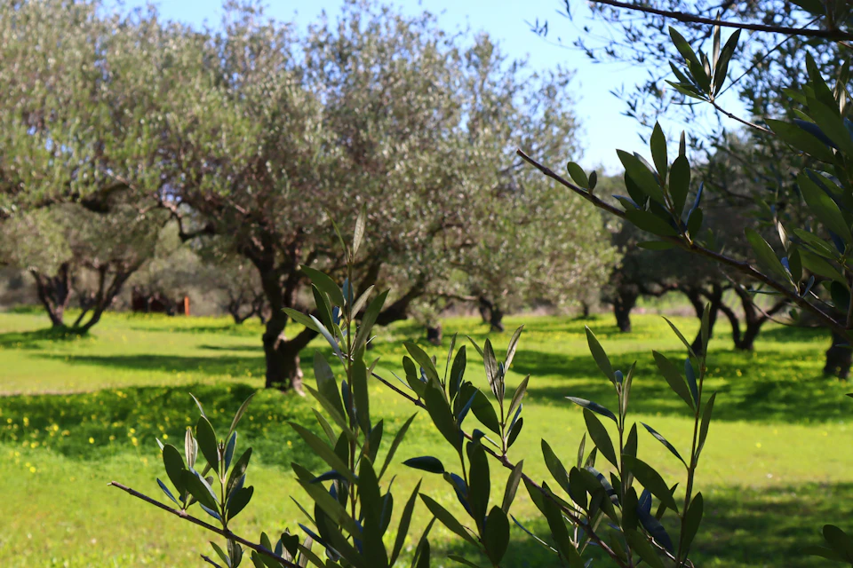 Ancient Olive Grove