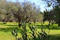 Ancient Olive Grove
