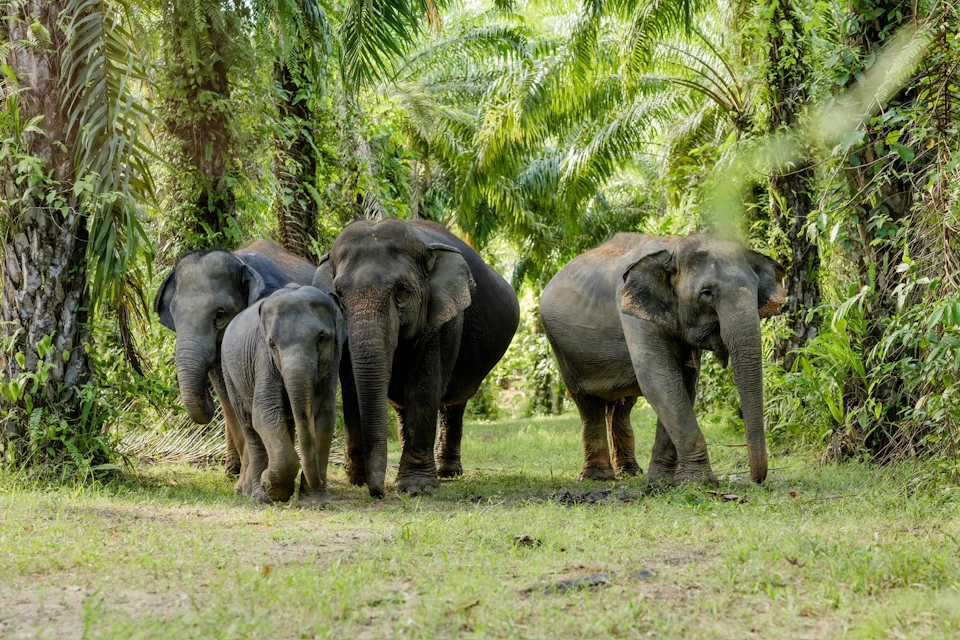 Four elephants walking together on a grassy path surrounded by lush palm trees in a tropical setting.