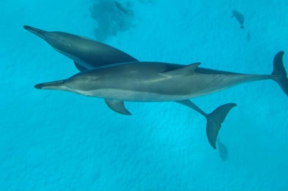 Ψυχαγωγία με δελφίνια