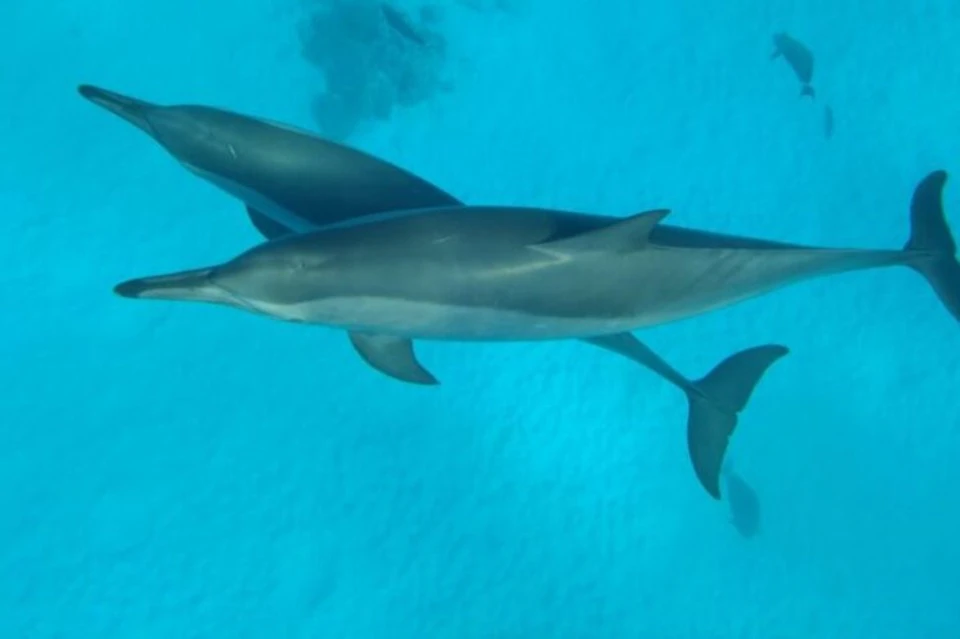 Fun with Dolphins