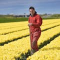 Rencontre avec le producteur de tulipes