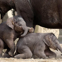 ARTIS Amsterdam Royal Zoo & Micropia: Skip The Line Entry Ticket 2