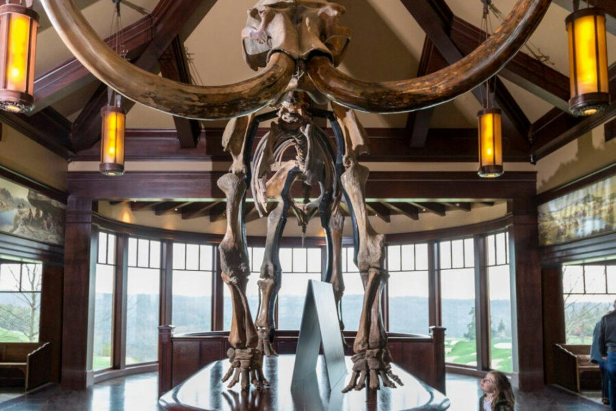 A large mammoth skeleton displayed in a museum with wooden beams, windows showing a view outside, and a person nearby.