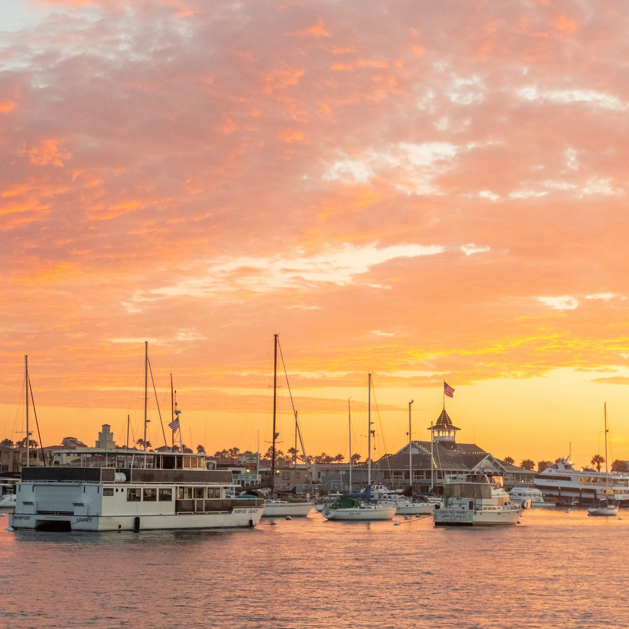 Newport Beach: Year-Round Whale and Dolphin Cruises in Los Angeles β Tiqets