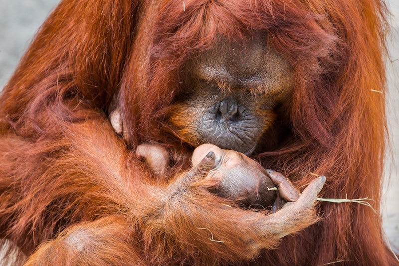 Un orango culla teneramente un orango neonato tra le sue braccia, entrambi con una pelliccia marrone rossastra.