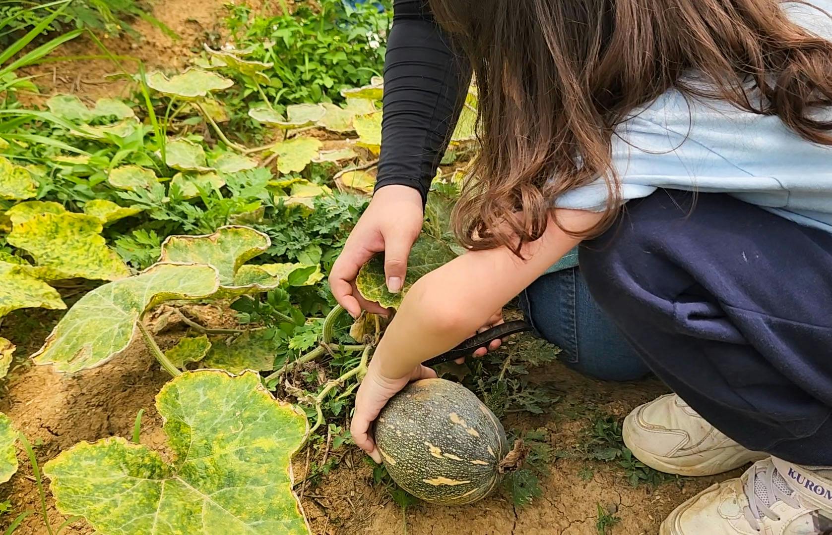 A person harvesting a squash from a garden, surrounded by green leaves and soil.