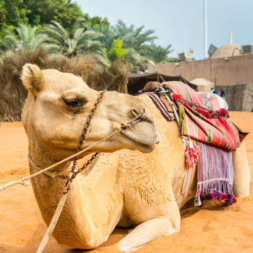 Ein Kamel mit bunten Satteldecken ruht auf orangefarbenem Sand in der Nähe von Palmen und Gebäuden. Im Hintergrund sind Menschen zu sehen.