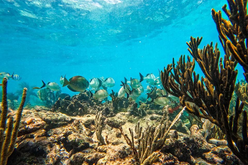 Reef Corrals in Tulum