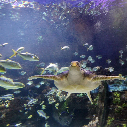 SEA LIFE Timmendorfer Strand: Entry Ticket - Photo 7