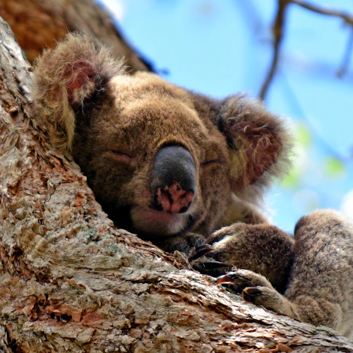 Surfers Paradise: Kangaroos and Mountain Views Morning Tour - Photo 2