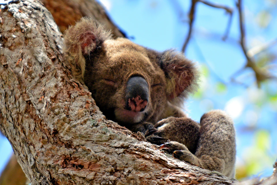Koala