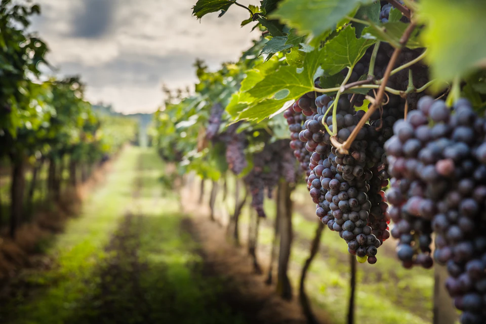 Cooking Class & Wine Tasting on a Chianti Farm