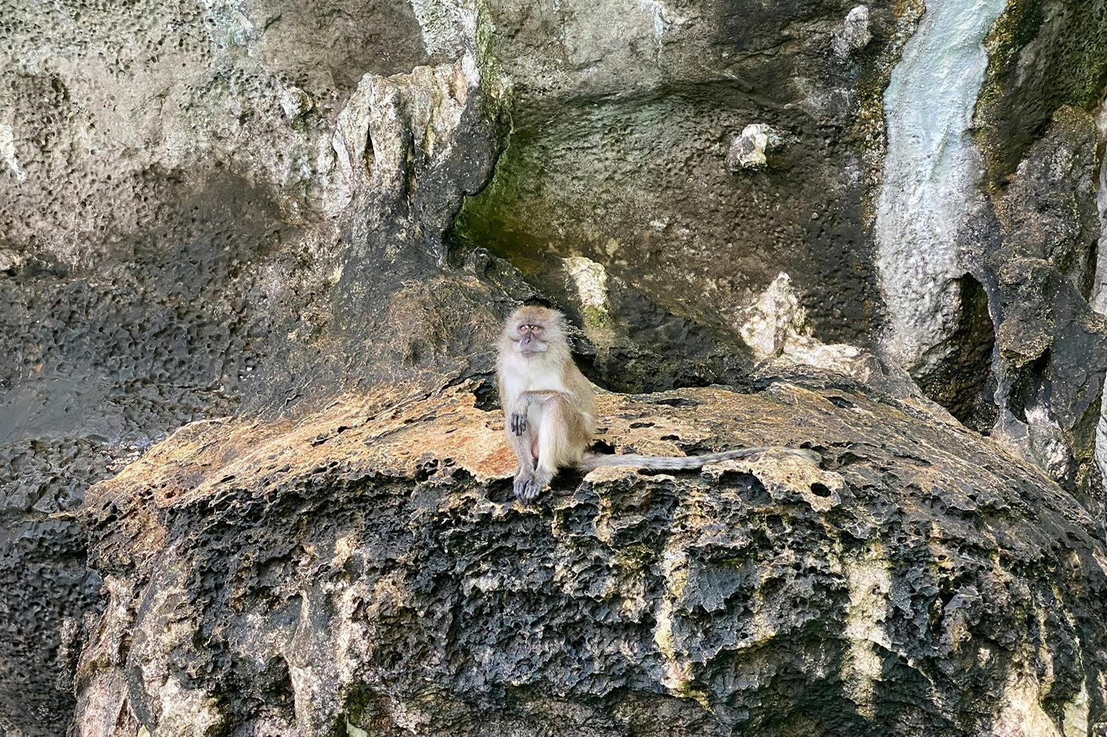 기억에 남는 사진을 찍으면서 원숭이 해변에서 원숭이 관찰을 즐기세요.