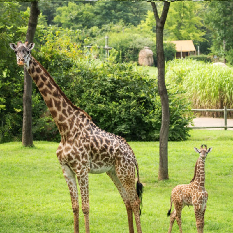 Dorosła żyrafa i mała żyrafa stojące na zielonej trawie z drzewami i gęstymi liśćmi w tle.