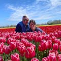 Zrób zdjęcie w jednym z pól tulipanów