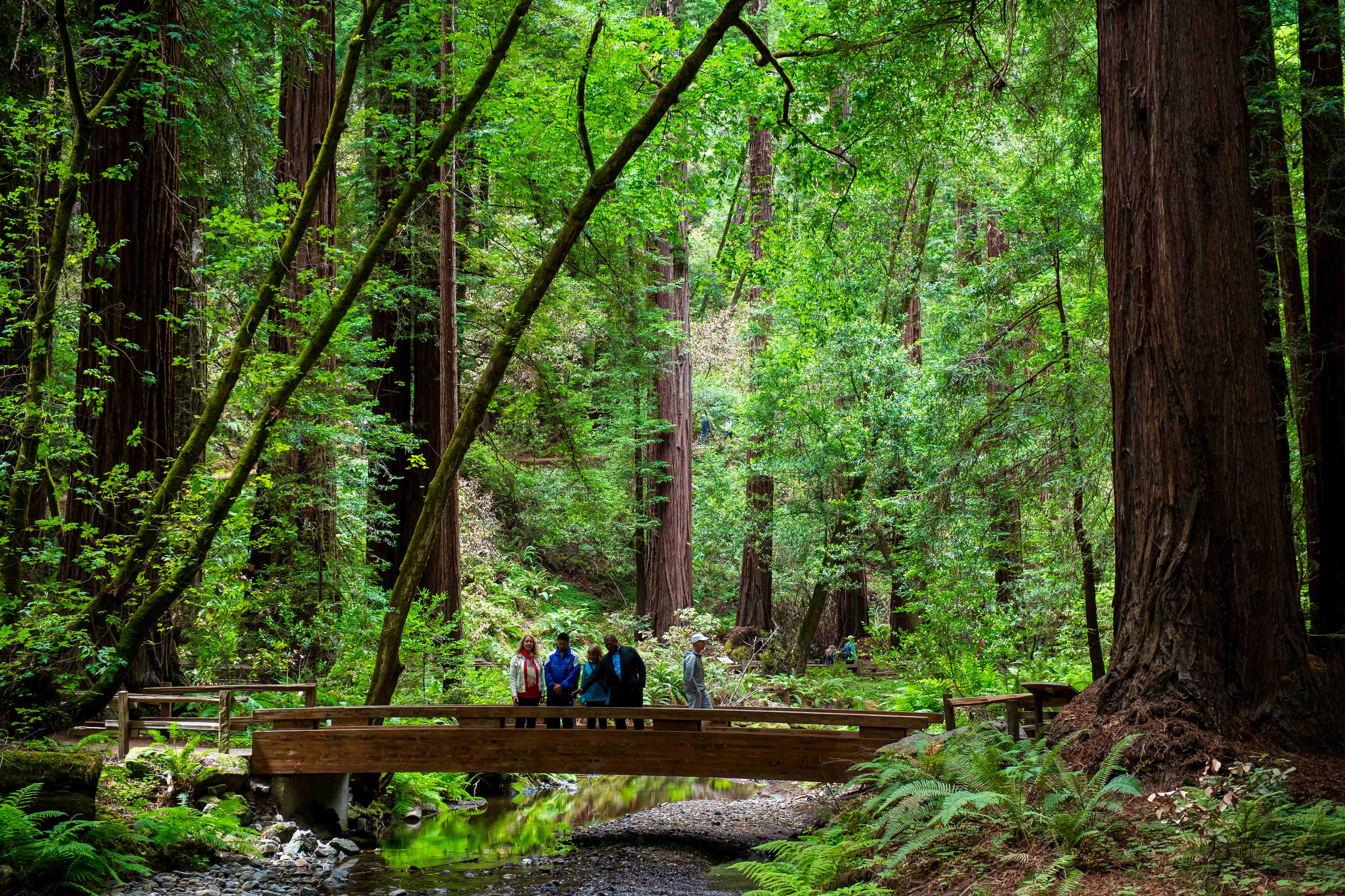 Muir Woods & Sausalito: Morning Tour from San Francisco