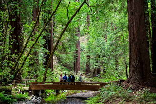 From San Francisco: Muir Woods & Sausalito Morning Tour